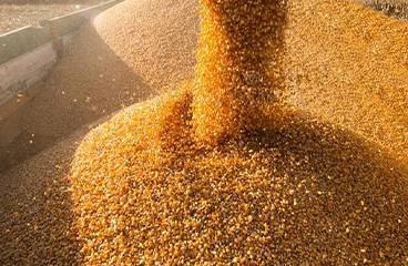 grain & agricultural produce